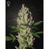MOBY DICK · Green House Seeds · sementes de maconha · Fem