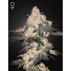 MOWEETO · Green House Seeds...