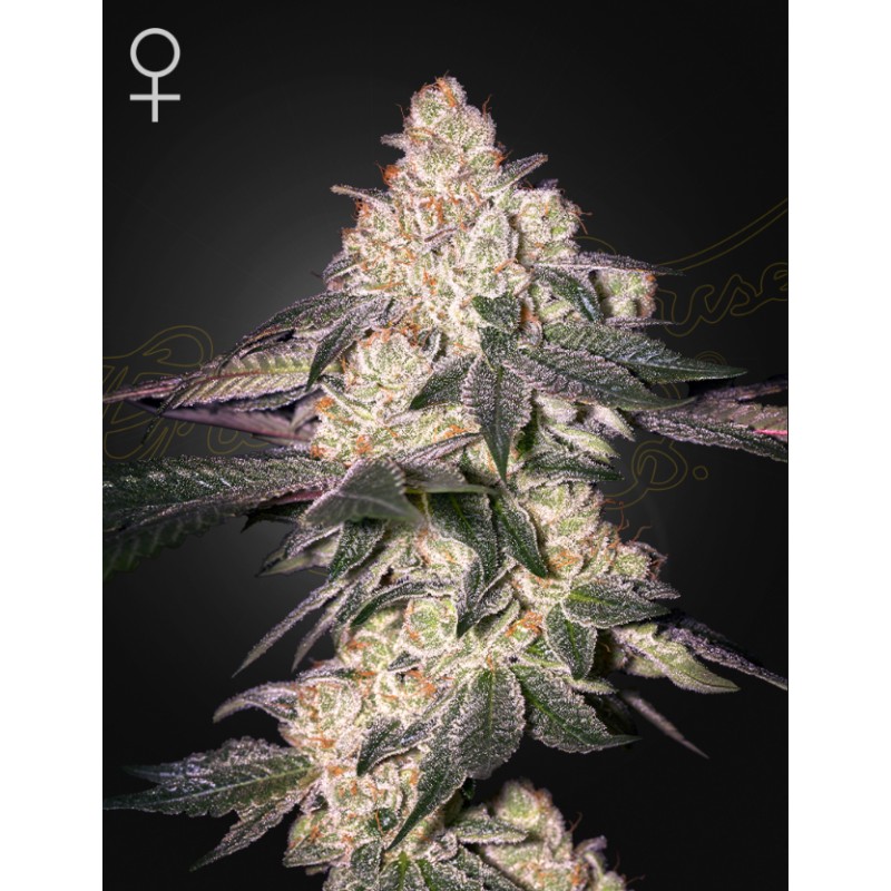 MOWEETO · Green House Seeds · kenevir tohumu · Disi · Fem