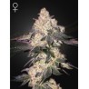 MOWEETO · Green House Seeds · semillas de marihuana · Fem