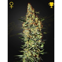 NEVILLE'S HAZE · Green...