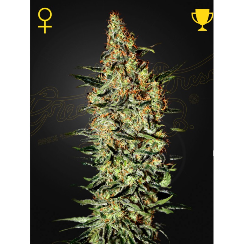NEVILLE'S HAZE · Green House Seeds · kaufen cannabis samen · Fem