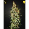NEVILLE'S HAZE · Green House Seeds · kaufen cannabis samen · Fem
