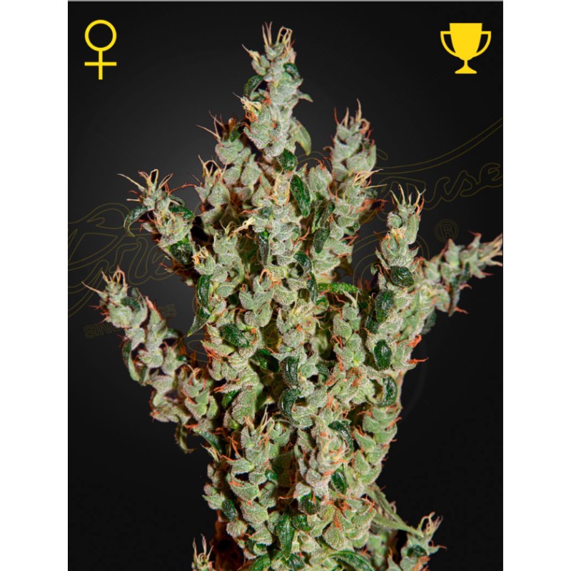 NL5 HAZE MIST · Green House Seeds · sementes de maconha · Fem