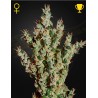 NL5 HAZE MIST · Green House Seeds · semillas de marihuana · Fem