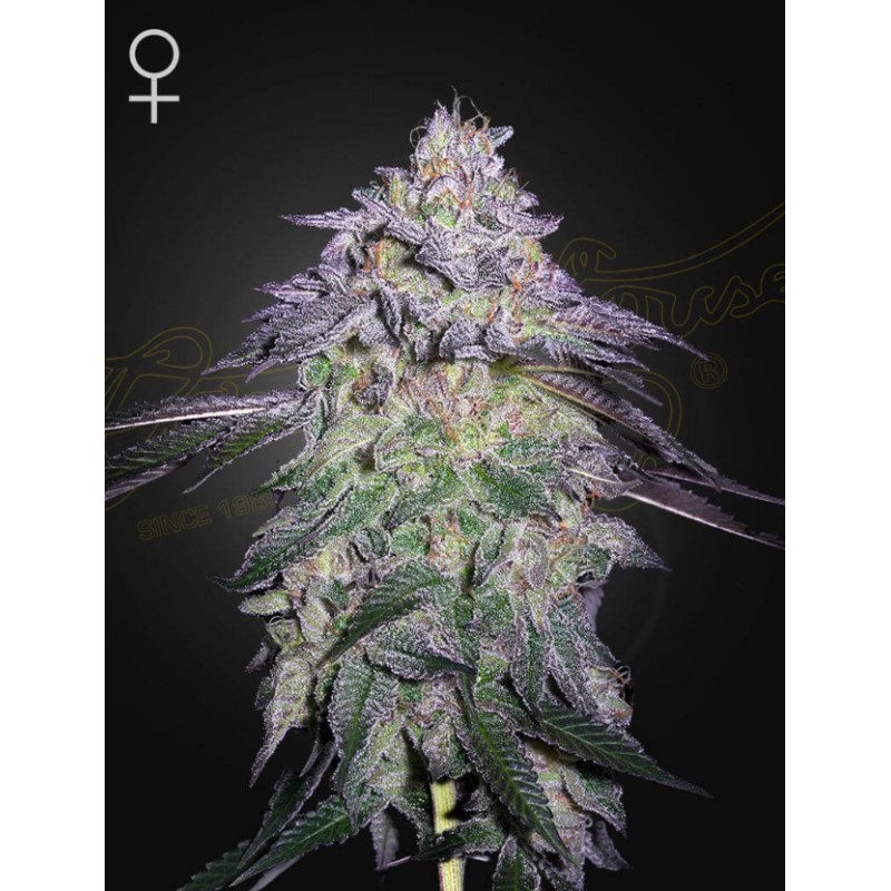NORI CAKE · Green House Seeds · semillas de marihuana · Fem