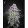 NORI CAKE · Green House Seeds · kenevir tohumu · Disi · Fem