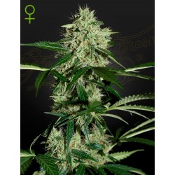 NORTHERN LIGHTS AUTO ·...