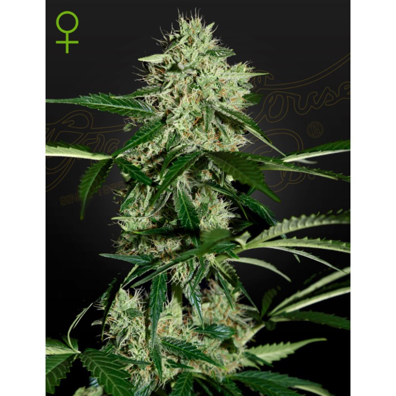 NORTHERN LIGHTS AUTO · Green House Seeds · semi di canapa · Auto Fem