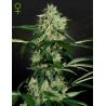 NORTHERN LIGHTS AUTO · Green House Seeds · graines de cannabis · Auto Fem