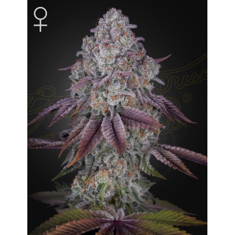 PERSIAN PIE · Green House Seeds · sementes de maconha · Fem