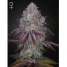 PERSIAN PIE · Green House Seeds · semillas de marihuana · Fem