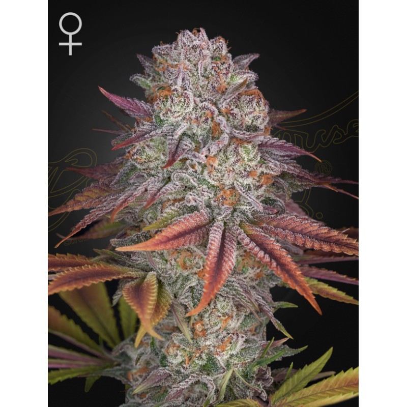 PULP FRICTION · Green House Seeds · semi di canapa · Fem
