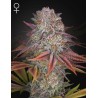 PULP FRICTION · Green House Seeds · cannabis seeds · Fem