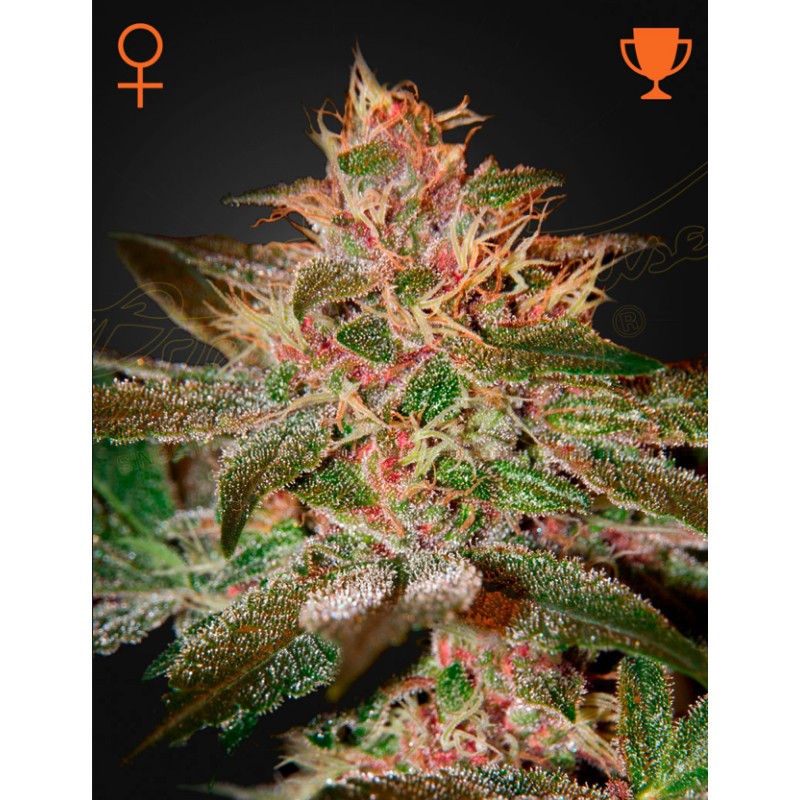PURE KUSH · Green House Seeds · sementes de maconha · Fem