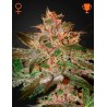 PURE KUSH · Green House Seeds · kaufen cannabis samen · Fem