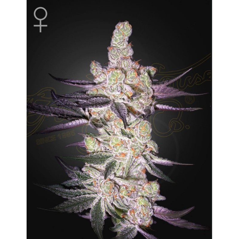 RAZUBERI · Green House Seeds · sementes de maconha · Fem