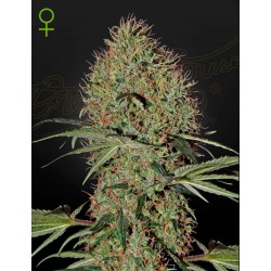 SUPER BUD  AUTO · Green...