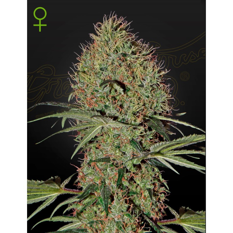 SUPER BUD  AUTO · Green House Seeds · cannabis seeds · Auto Fem