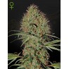 SUPER BUD  AUTO · Green House Seeds · kaufen cannabis samen · Auto Fem