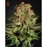 SUPER BUD · Green House Seeds · semi di canapa · Fem