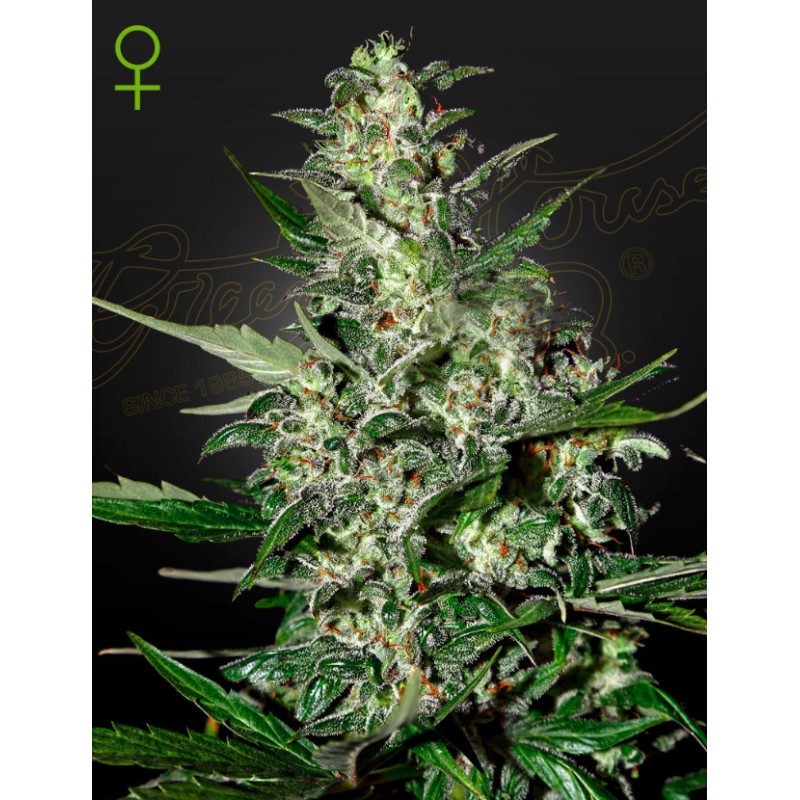 Super Critical Auto Semi | Green House Seeds | Resa Record