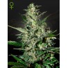 Super Critical Auto Semi | Green House Seeds | Resa Record