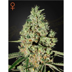 SUPER CRITICAL · Green...