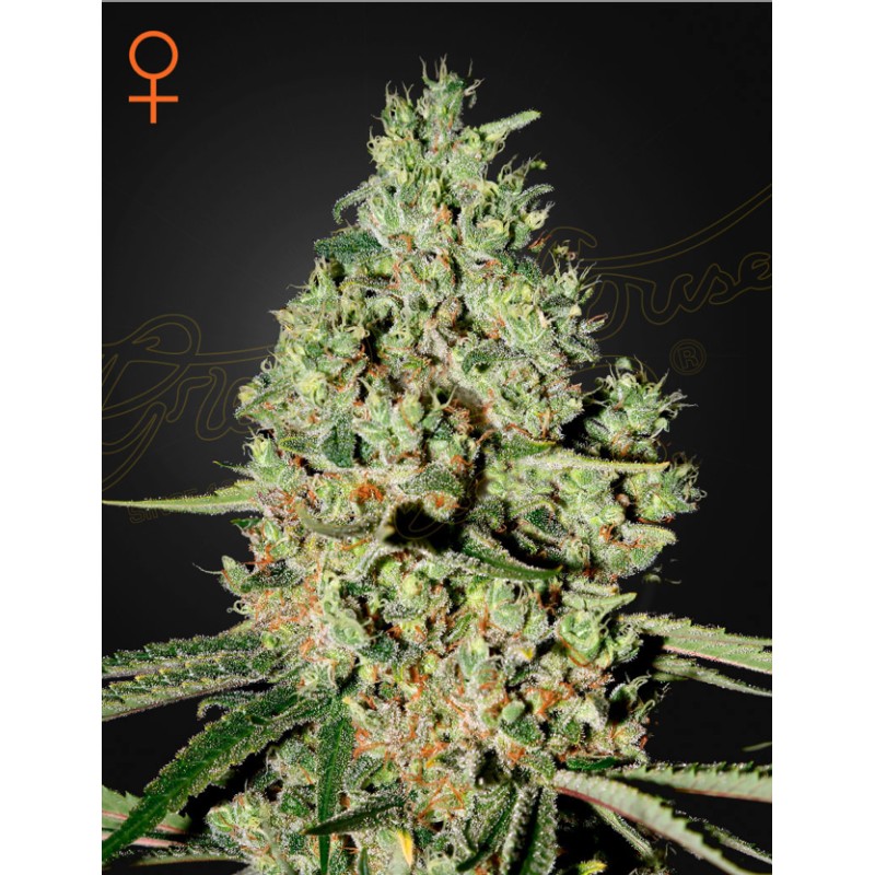 SUPER CRITICAL · Green House Seeds · graines de cannabis · Fem