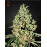 SUPER CRITICAL · Green House Seeds · cannabis samen · Fem