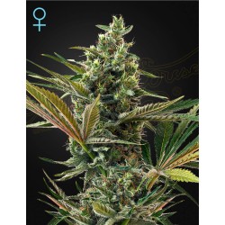 SUPER LEMON HAZE AUTO CBD ·...