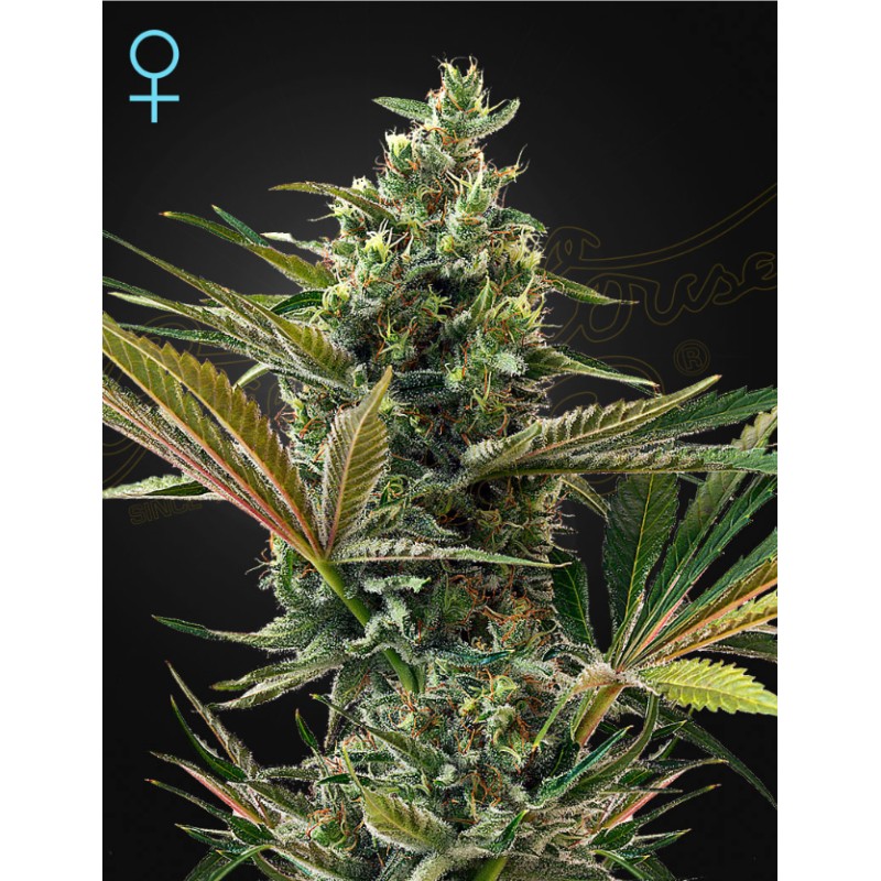 SUPER LEMON HAZE AUTO CBD · Green House Seeds · sementes de maconha · Fem