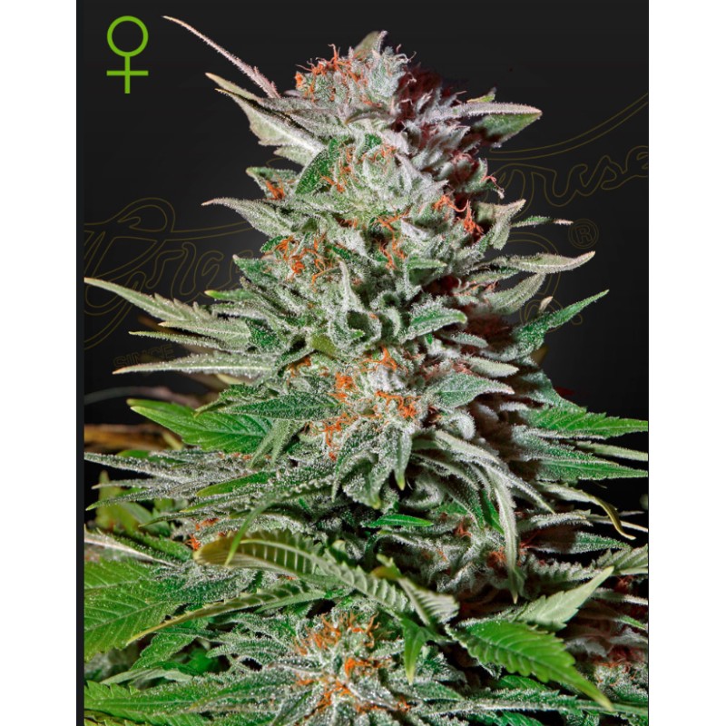 Super Lemon Haze Auto Semi | Green House Seeds | Sativa Vincitrice