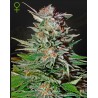 Graines Super Lemon Haze Auto | Green House Seeds | Sativa Lauréate