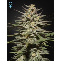 SUPER LEMON HAZE CBD ·...