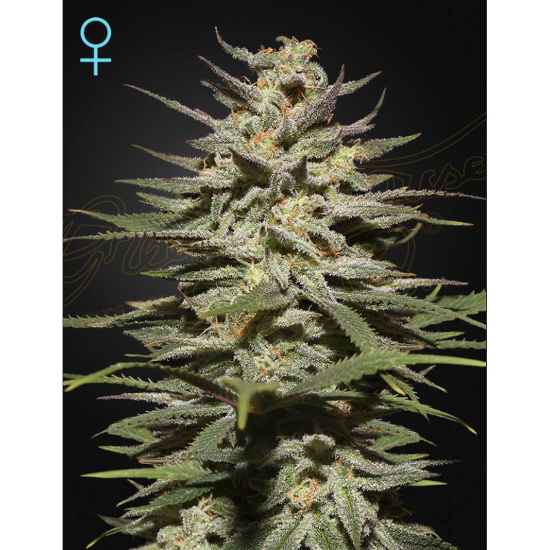 SUPER LEMON HAZE CBD · Green House Seeds · kenevir tohum · Disi · Fem