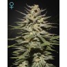 SUPER LEMON HAZE CBD · Green House Seeds · cannabis samen · Fem