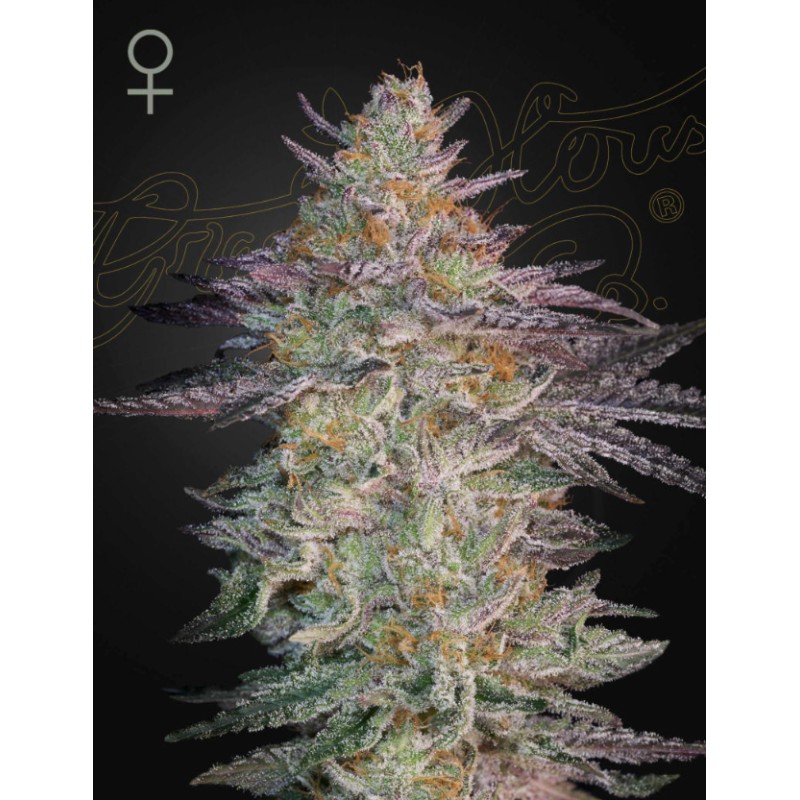SUPER LEMON HAZE X GMO: Sementes Feminizadas Green House