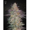 SUPER LEMON HAZE X GMO · Green House Seeds · kenevir tohumu · Disi · Fem