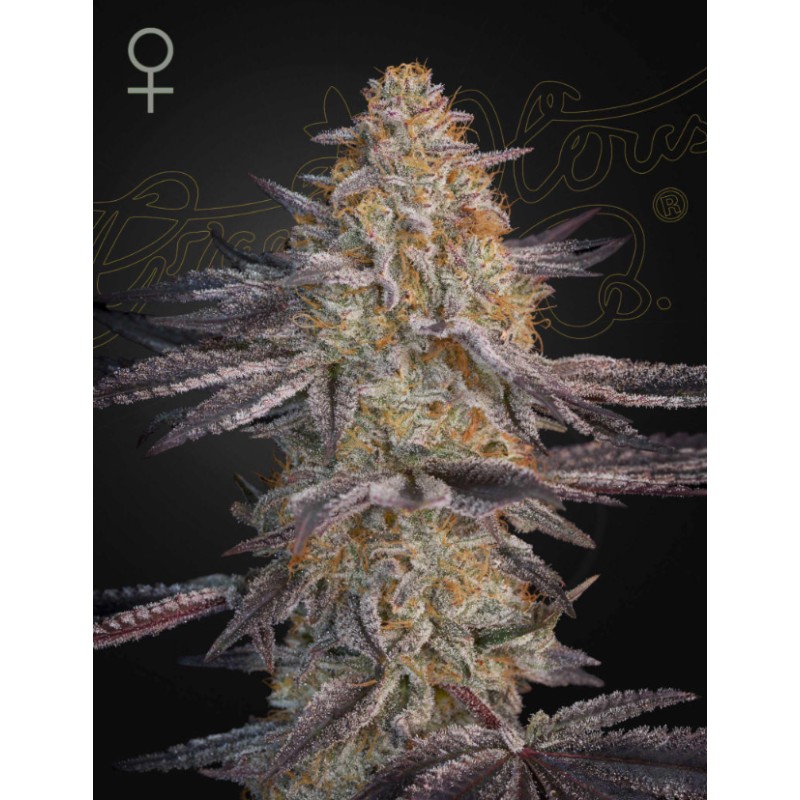 SUPER LEMON HAZE X RS11 · Green House Seeds · semi di canapa · Fem