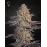 SUPER LEMON HAZE X RS11 · Green House Seeds · graines de cannabis · Fem