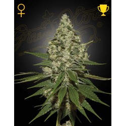 SUPER LEMON HAZE · Green...