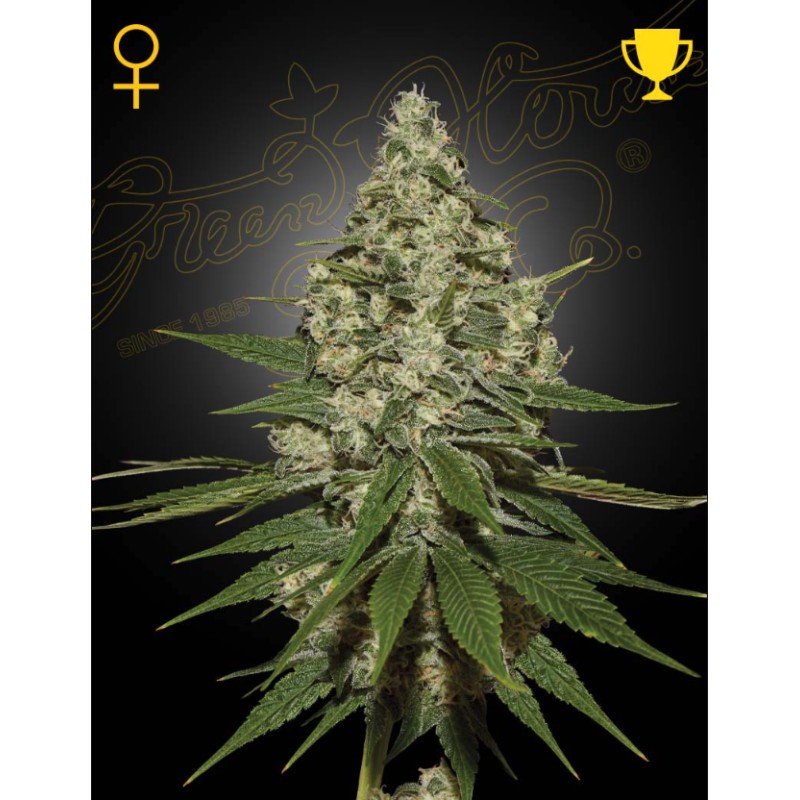 SUPER LEMON HAZE · Green House Seeds · semi di canapa · Fem