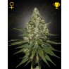 SUPER LEMON HAZE · Green House Seeds · graines de cannabis · Fem