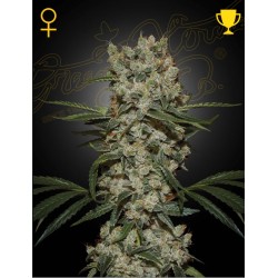 SUPER SILVER HAZE · Green...