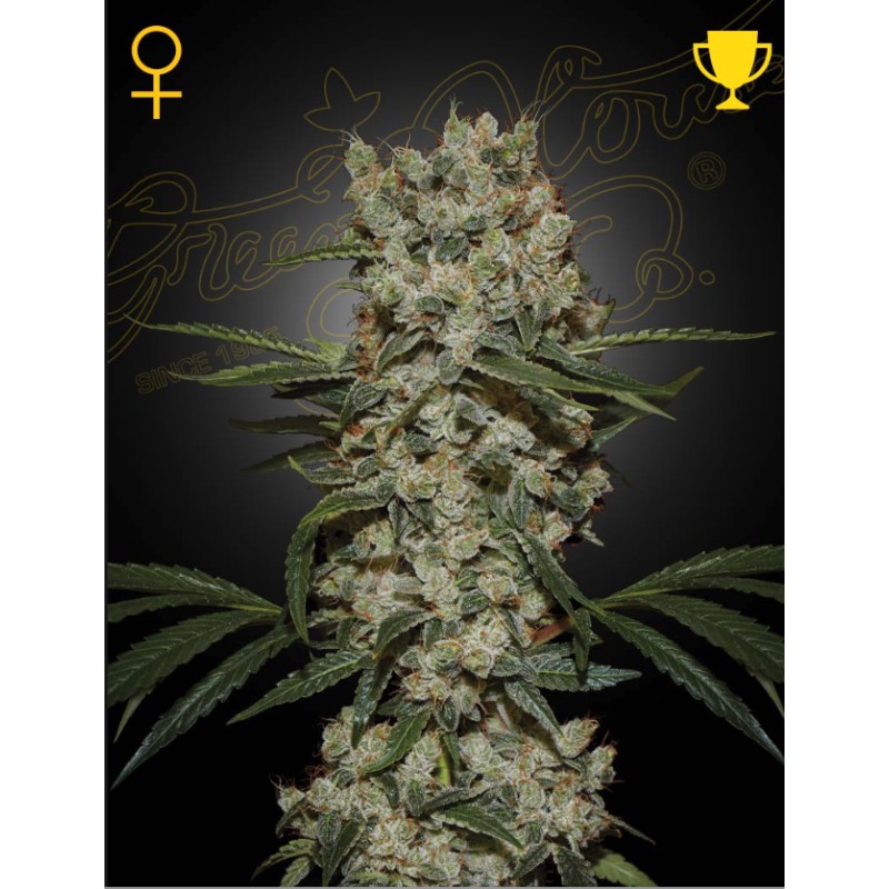 SUPER SILVER HAZE · Green House Seeds · graines de cannabis · Fem