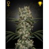 SUPER SILVER HAZE · Green House Seeds · cannabis samen · Fem