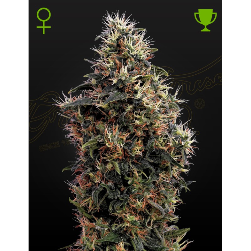 SWEET MANGO AUTO · Green House Seeds · semillas de marihuana · AutoFem