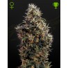 SWEET MANGO AUTO · Green House Seeds · semillas de marihuana · AutoFem