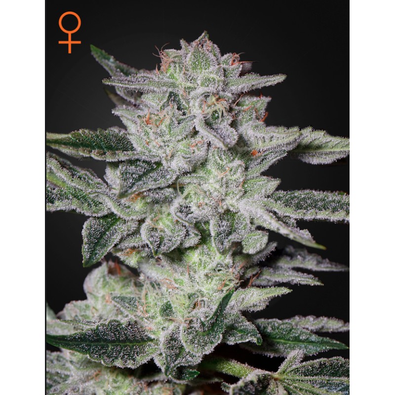 SWEET VALLEY KUSH · Green House Seeds · cannabis samen · Fem